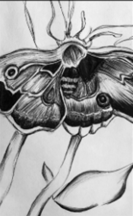 Death's Head Moth