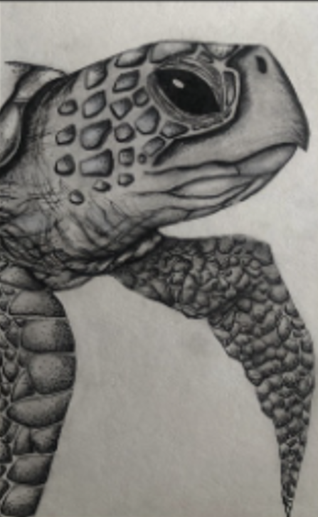 Sea Turtle